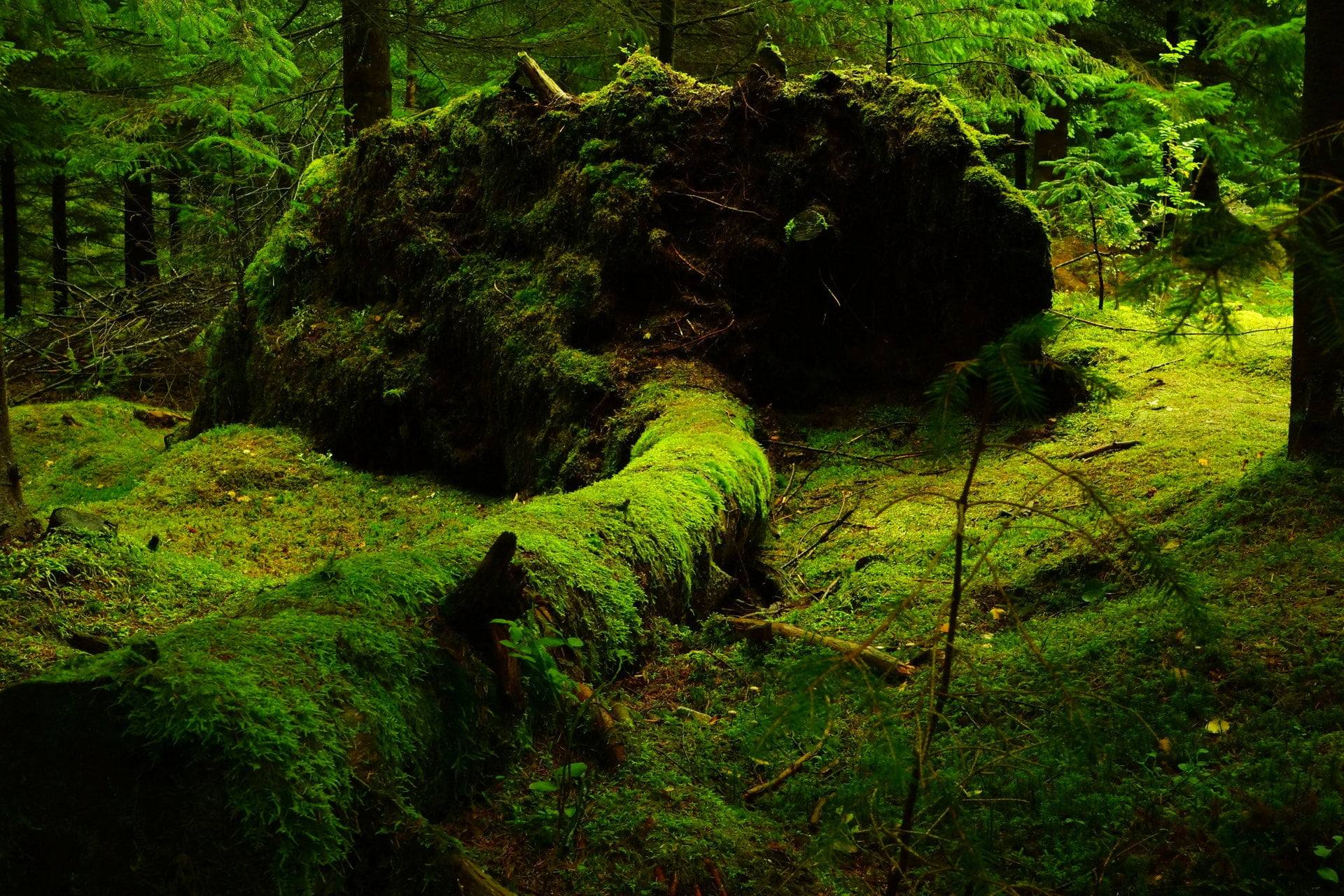 流水的蒼苔｜鄉野客一行詩 forest moss norway fresh tree ground nature 1