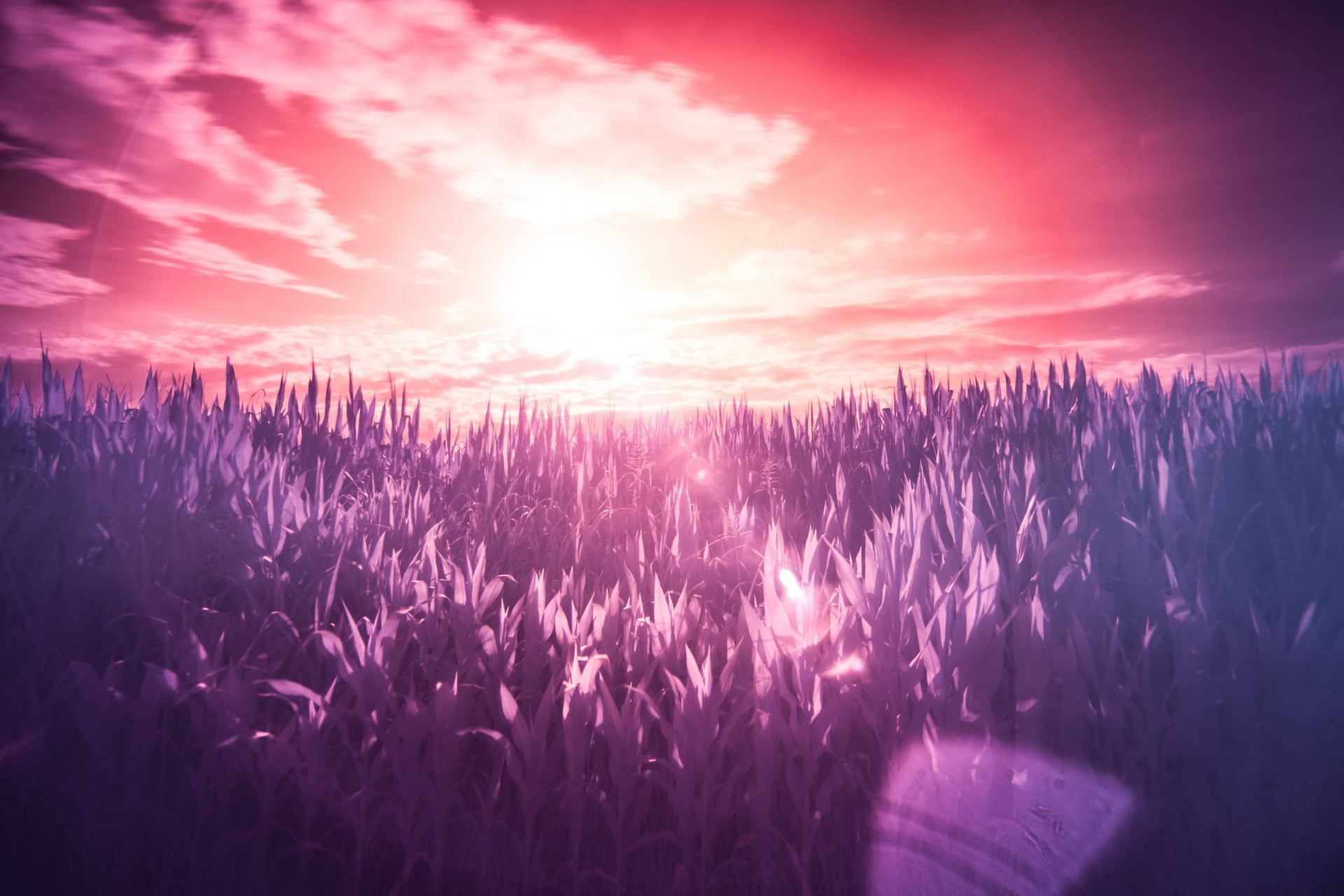 光影｜克萊爾詩選 red sun purple dream wild sunset 1 1