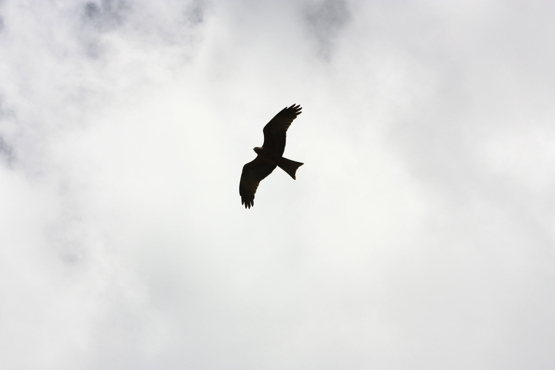 藏星｜玄明詩選 silhouette of bird flying eagle fly sky 1 1